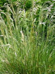 Луговик дернистый Голдшлейер (Goldschleier) Луговик дернистый Голдшлейер (Goldschleier)