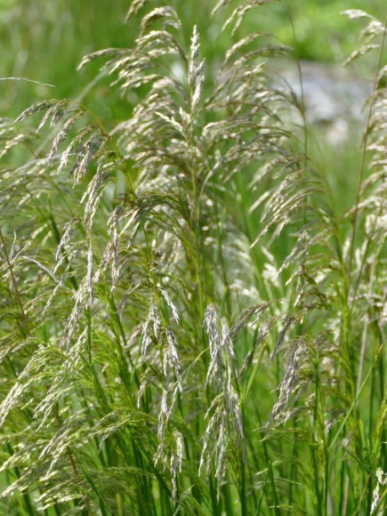 Луговик дернистый Голдшлейер (Goldschleier) купить с доставкой