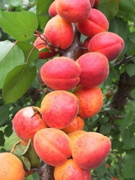 Абрикос Саратовский рубин купить с доставкой