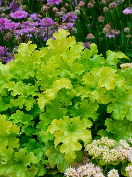 Гейхера Лайм Раффлз (Lime Ruffles) купить с доставкой