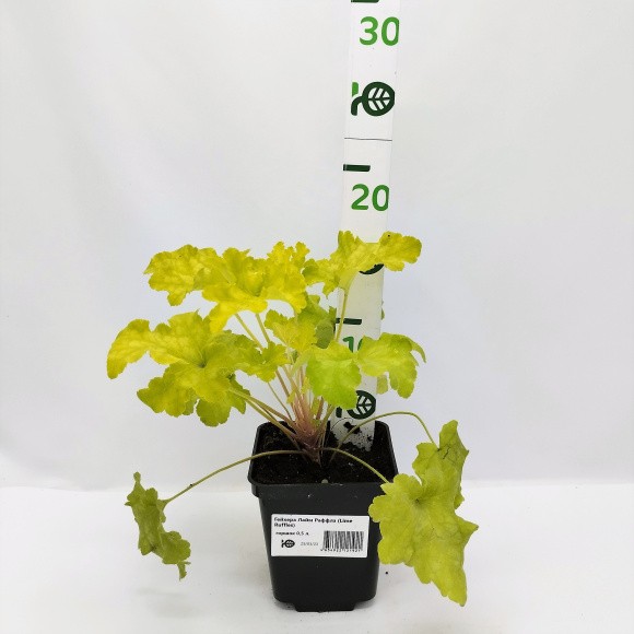 Гейхера Лайм Раффлз (Lime Ruffles) купить с доставкой