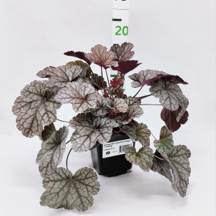 Гейхера Шуга Фростинг (Sugar Frosting)