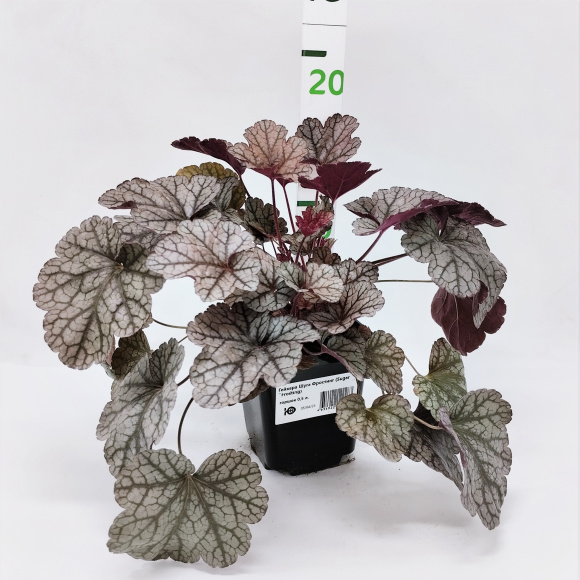 Гейхера Шуга Фростинг (Sugar Frosting) купить с доставкой Гейхера Шуга Фростинг (Sugar Frosting) купить с доставкой