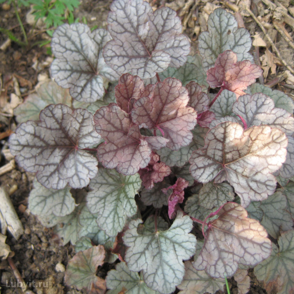 Гейхера Шуга Фростинг (Sugar Frosting) купить с доставкой Гейхера Шуга Фростинг (Sugar Frosting) купить с доставкой