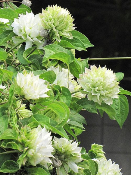 Клематис Дюшес Оф Эдинбург (Duchess of Edinburgh) купить с доставкой