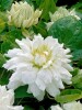 Клематис Дюшес Оф Эдинбург (Duchess of Edinburgh)