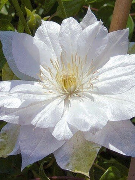 Клематис Дюшес Оф Эдинбург (Duchess of Edinburgh) купить с доставкой