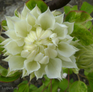 Клематис Дюшес Оф Эдинбург (Duchess of Edinburgh) Клематис Дюшес Оф Эдинбург (Duchess of Edinburgh)