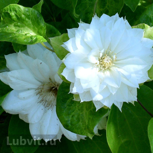 Клематис Дюшес Оф Эдинбург (Duchess of Edinburgh) купить с доставкой Клематис Дюшес Оф Эдинбург (Duchess of Edinburgh) купить с доставкой