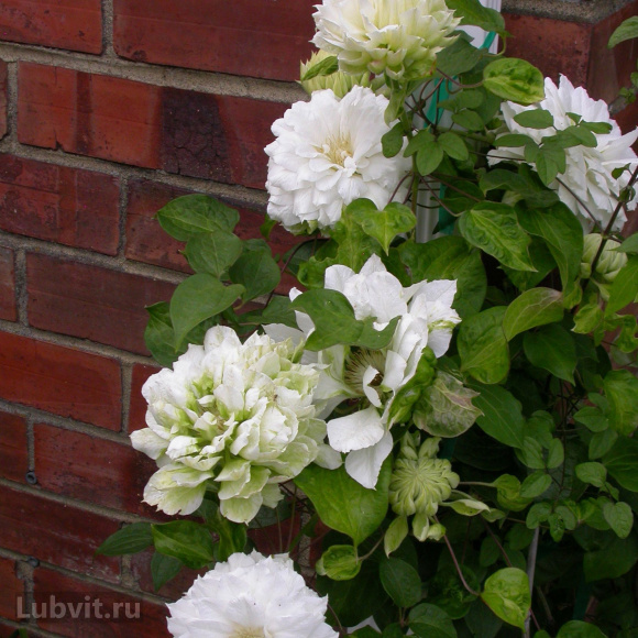 Клематис Дюшес Оф Эдинбург (Duchess of Edinburgh) купить с доставкой Клематис Дюшес Оф Эдинбург (Duchess of Edinburgh) купить с доставкой