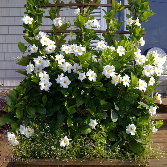 Дипладения Белая (White) купить с доставкой Дипладения Белая (White) купить с доставкой