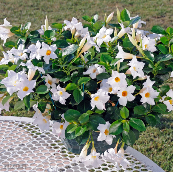 Дипладения Белая (White) купить с доставкой Дипладения Белая (White) купить с доставкой