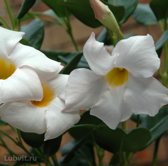 Дипладения Белая (White) купить с доставкой Дипладения Белая (White) купить с доставкой