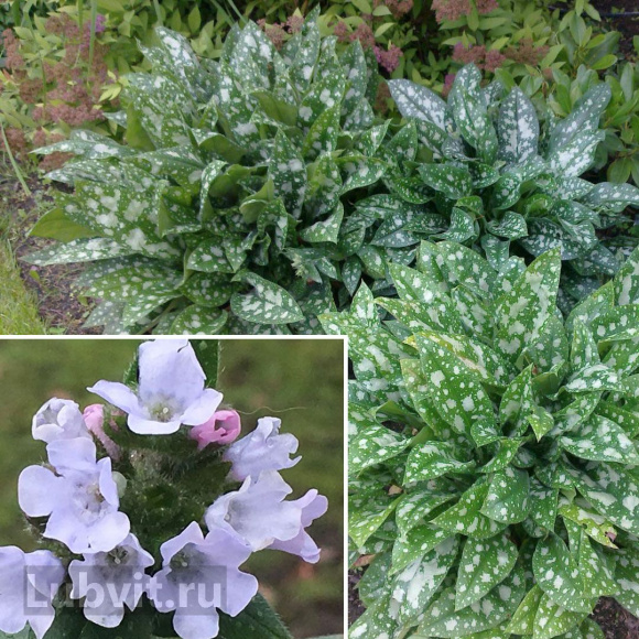 Медуница Опал (Opal) купить с доставкой Медуница Опал (Opal) купить с доставкой