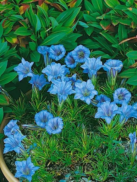 Горечавка Блю Мэджик (Blue Magic) купить с доставкой