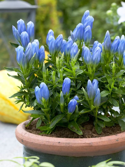 Горечавка Блю Мэджик (Blue Magic) купить с доставкой