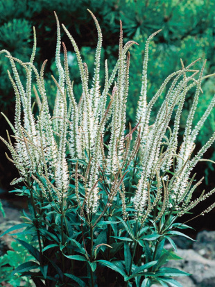 Вероникаструм Альбум (Album)