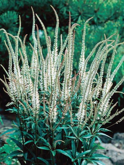 Вероникаструм Альбум (Album) купить с доставкой