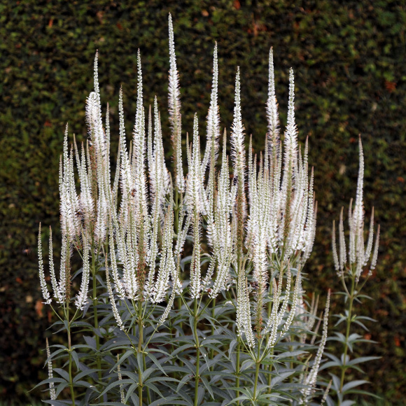 Вероникаструм Альбум (Album) купить с доставкой Вероникаструм Альбум (Album) купить с доставкой