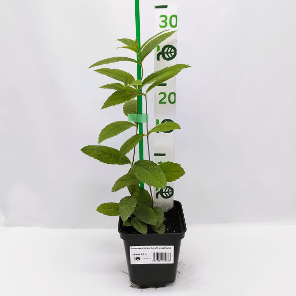 Вероникаструм Альбум (Album) купить с доставкой Вероникаструм Альбум (Album) купить с доставкой