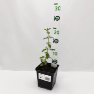 Шалфей луговой