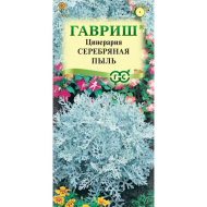 Цинерария Серебряная Пыль [Гавриш]