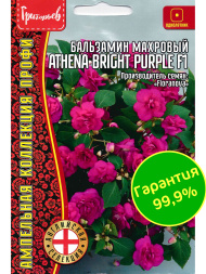 Бальзамин Уоллера Athena Bright Purple [Семена редких растений]