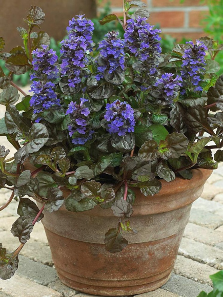 Живучка ползучая (Аюга) купить с доставкой Живучка ползучая (Аюга) купить с доставкой