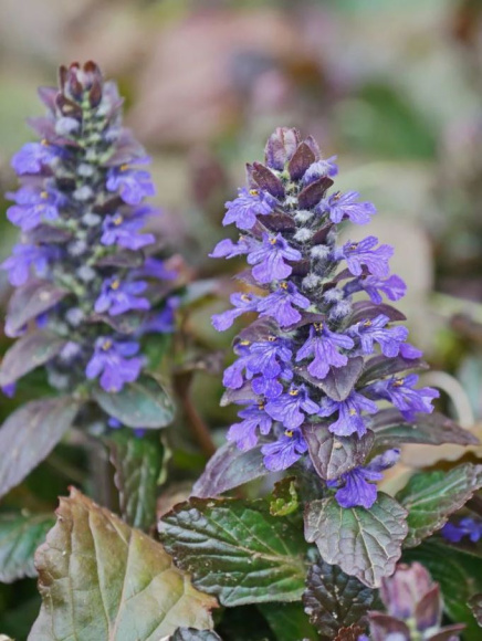 Живучка ползучая (Аюга) купить с доставкой