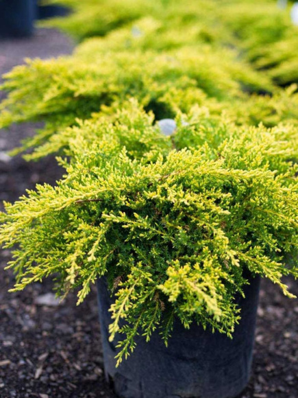 Можжевельник китайский Голд Коаст (Gold Coast) купить с доставкой Можжевельник китайский Голд Коаст (Gold Coast) купить с доставкой