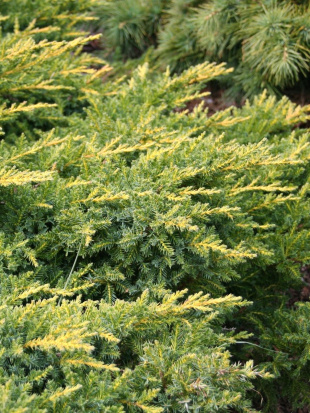 Можжевельник китайский Голд Коаст (Gold Coast)