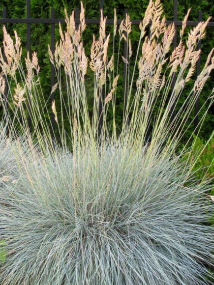 Овсяница сизая купить с доставкой