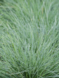 Овсяница сизая