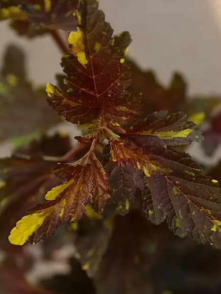 Пузыреплодник Саламандра (Salamandra) купить с доставкой Пузыреплодник Саламандра (Salamandra) купить с доставкой