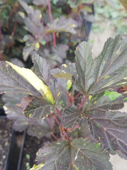 Пузыреплодник Саламандра (Salamandra) купить с доставкой Пузыреплодник Саламандра (Salamandra) купить с доставкой