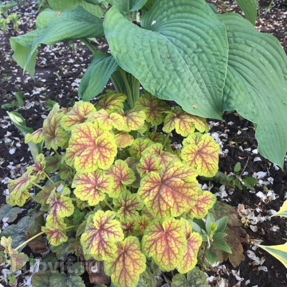 Гейхера Ренуар (Renoir) купить с доставкой