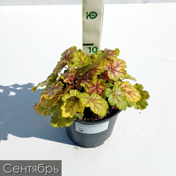 Гейхера Ренуар (Renoir) купить с доставкой