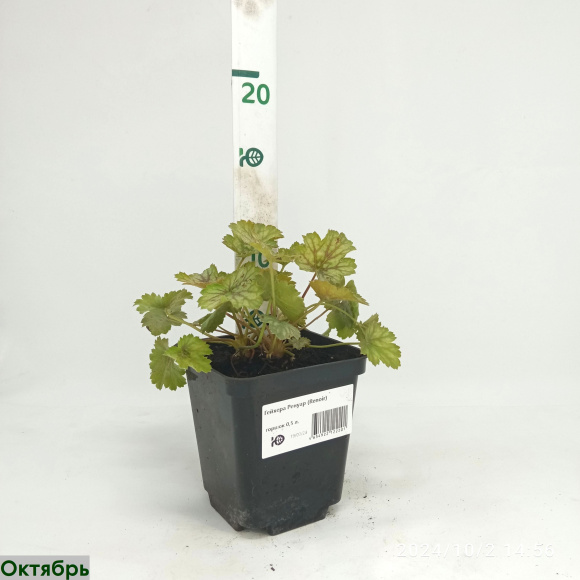 Гейхера Ренуар (Renoir) купить с доставкой