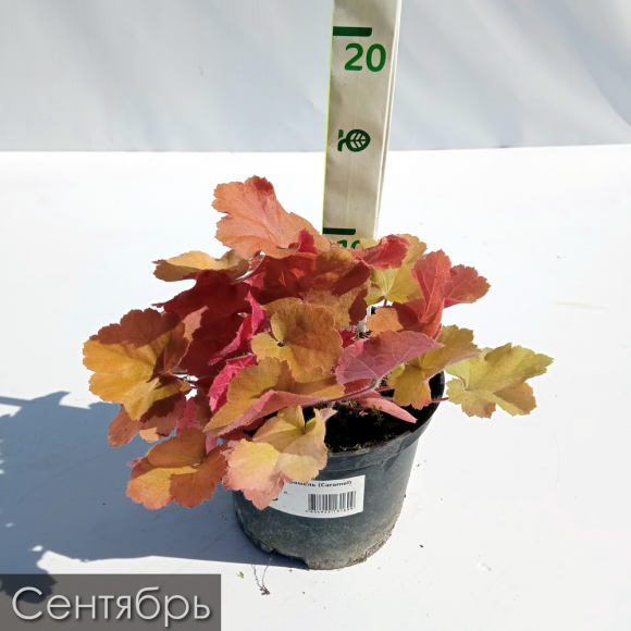 Гейхера Карамель (Caramel) купить с доставкой