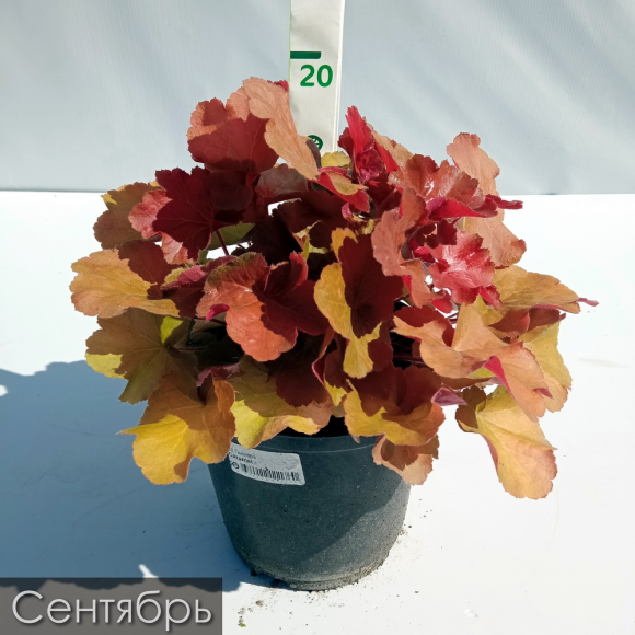 Гейхера Карамель (Caramel) купить с доставкой