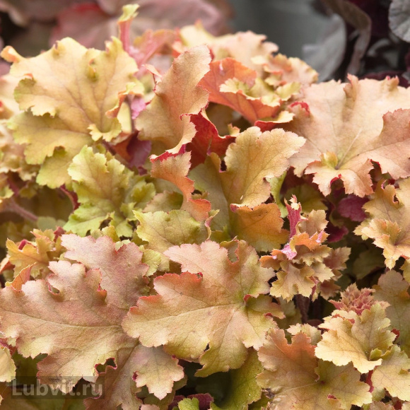 Гейхера Карамель (Caramel) купить с доставкой