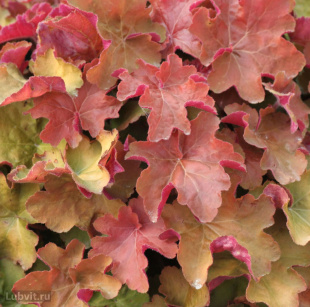 Гейхера Карамель (Caramel)