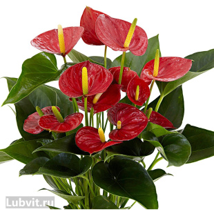 Антуриум Андрэ (Andreanum)