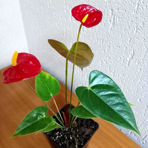 Антуриум Андрэ (Andreanum) 0.5 л. Антуриум Андрэ (Andreanum) 0.5 л.