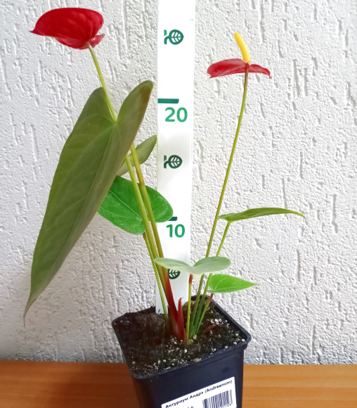 Антуриум Андрэ (Andreanum) 0.5 л. Антуриум Андрэ (Andreanum) 0.5 л.