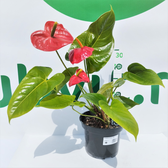 Антуриум Андрэ (Andreanum) купить с доставкой Антуриум Андрэ (Andreanum) купить с доставкой