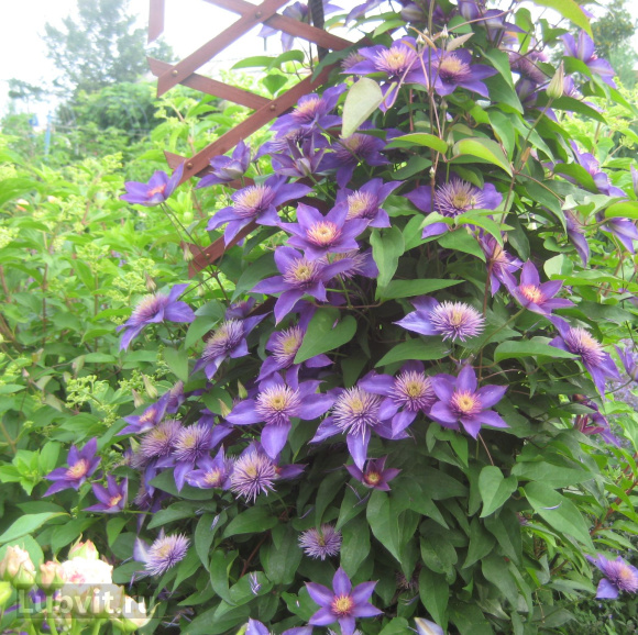 Клематис Мульти блю (Multi Blue) купить с доставкой