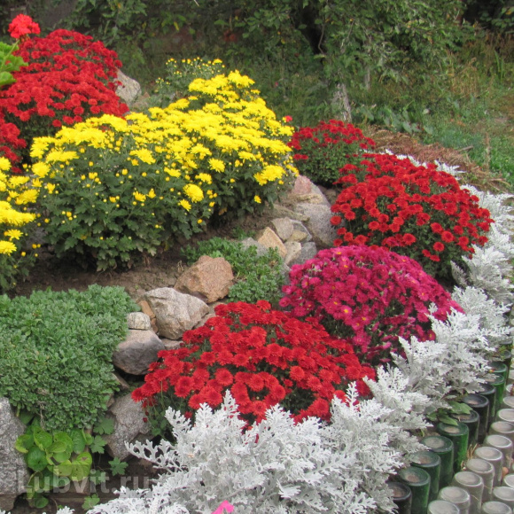 Хризантема корейская Ватра купить с доставкой