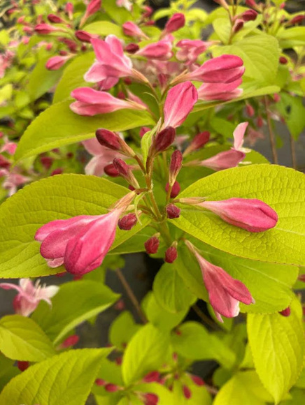 Вейгела Ауреа (Aurea) купить с доставкой