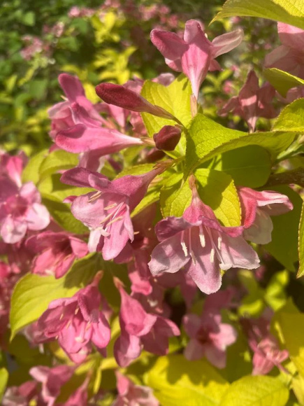 Вейгела Ауреа (Aurea) купить с доставкой